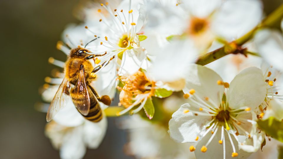 Los jardines polinizadores son casa de insectos como las abejas.