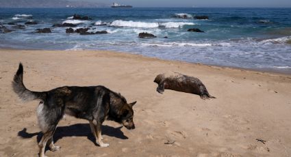 Mueren mil 535 lobos marinos y 730 pingüinos por gripe aviar en Chile