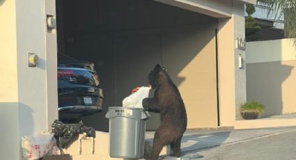 Captan a oso buscando comida en casa al sur de Monterrey