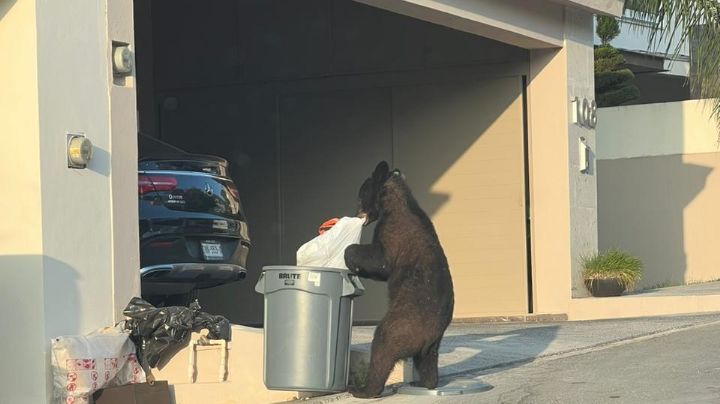 Captan a oso buscando comida en casa al sur de Monterrey