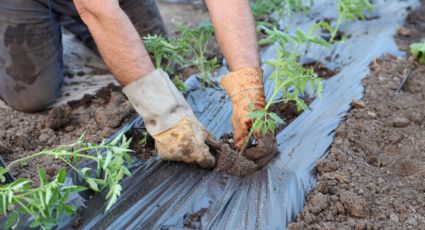 Cae PIB de sector agropecuario y turístico en NL: Coparmex