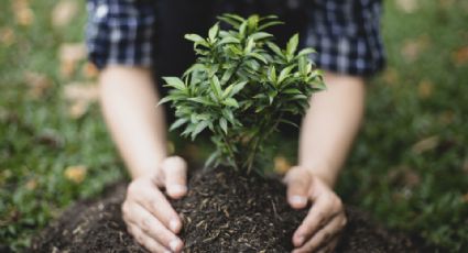 Estado plantará 200 arboles en Monterrey para disminuir problemas de contaminación