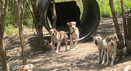 Localizan criadero clandestino de perros sobre Río Santa Catarina