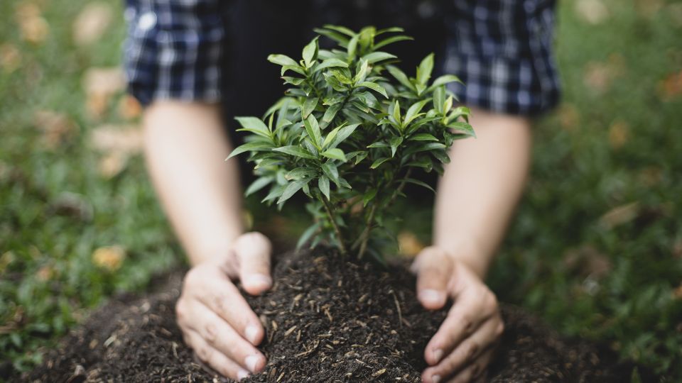 Estado plantará 200 arboles en Monterrey para disminuir problemas de contaminación