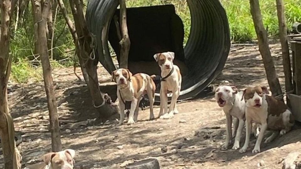 Perros encontrados por las autoridades.