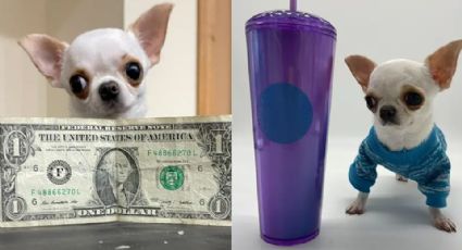 Chihuahua obtiene el Récord Guinness por ser el perro más pequeño del mundo