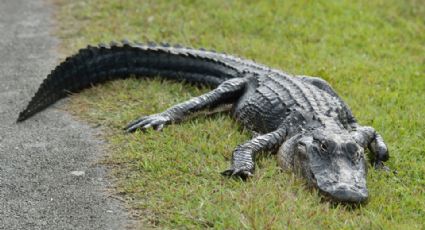 Amputan pierna de un hombre tras ser atacado por un caimán en Florida