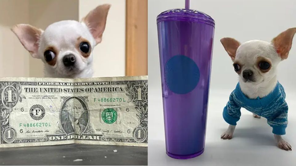 Chihuahua que mide menos de 10 cm obtiene el Récord Guinness