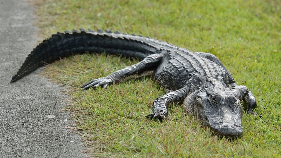 Amputan una pierna a un hombre tras el ataque de un caimán en Florida
