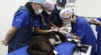 Por primera vez realizan en Colombia procedimiento pulmonar a una perrita