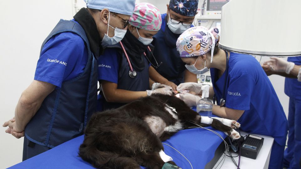 Realización de procedimiento a perrita en Colombia.