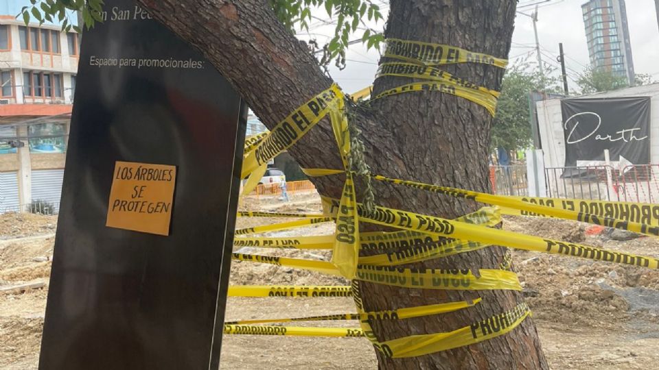 Árbol de San Pedro con cintilla.