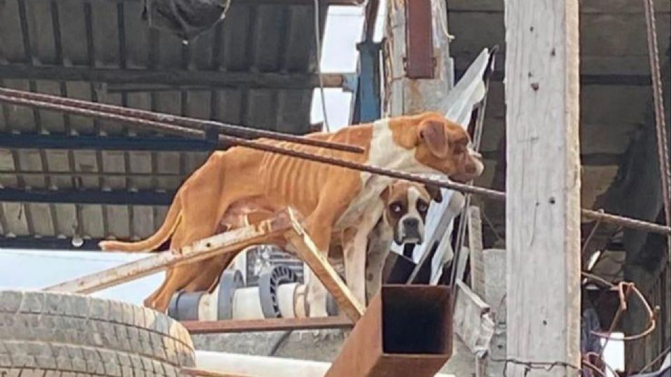 Perritos arriba de un techo en malas condiciones.