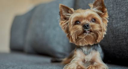 Por ley, edificios de departamentos deberán dejar que inquilinos tengan mascotas