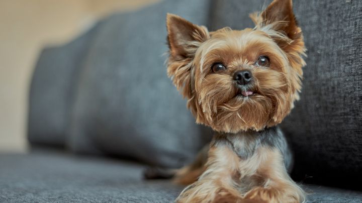 Por ley, edificios de departamentos deberán dejar que inquilinos tengan mascotas