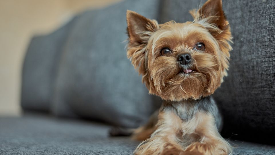 Con esta ley los dueños de edificaciones, condominios y demás espacios que no se cataloguen como casa-habitación, no podrán prohibir que los residentes tengan mascotas.