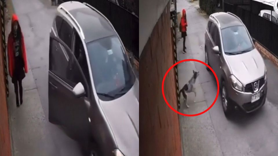 Perro salva a una niña de ser secuestrada