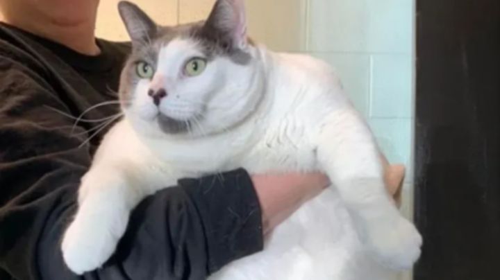 Finalmente Patches, el gato más gordo, fue adoptado