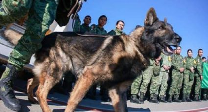 ¡El heredero de Proteo! Turquía dona perrito rescatista a México