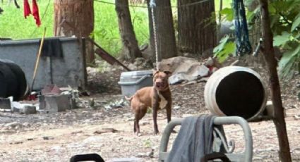 Rescatan a 65 pitbull de criadero clandestino en la Carretera Nacional