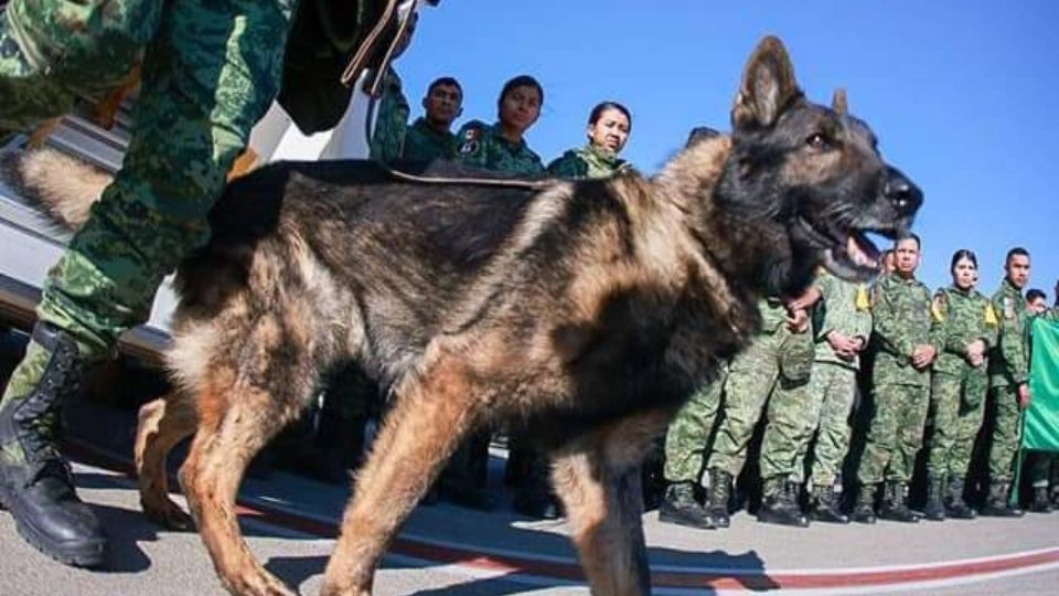 Proteo, perro rescatista mexicano que murió en febrero