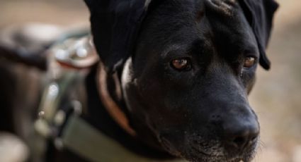 Conoce a Cuco, el perrito que llegó junto a una caravana migrante a un hospital del IMSS