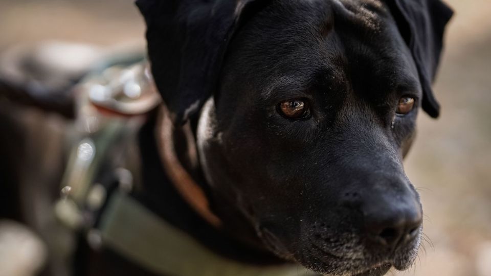 Cuco, perrito del IMSS.