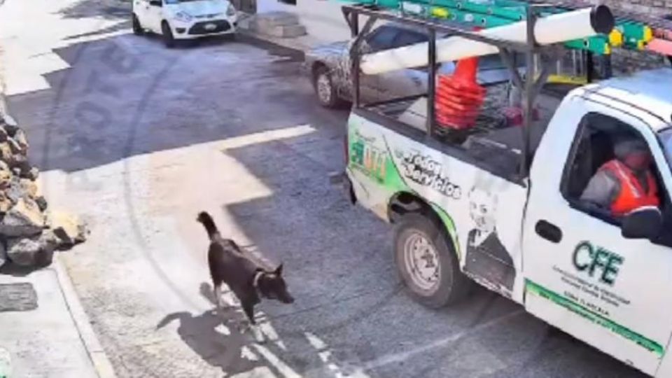 Empleados de la CFE agreden a perrito en Puebla