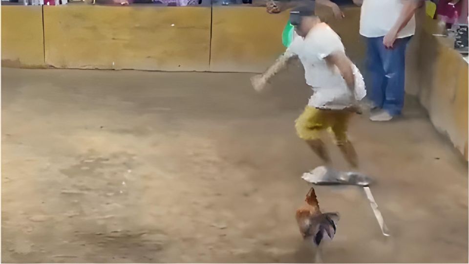 Hombre corre tras ser atacado por su gallo en un palenque de Colima