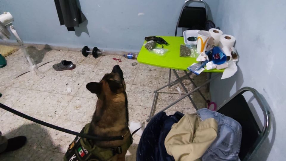 Un cateo en Monterrey dejó 6 personas detenidas y el decomiso de droga.