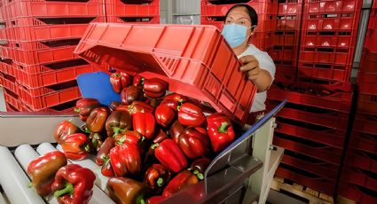 Crecen un 10.7% las exportaciones agropecuarias en México