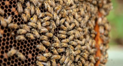 Camión cae sobre colmena de abejas; mueren 4, entre ellos una niña