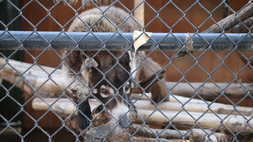 Zoológico de La Pastora.