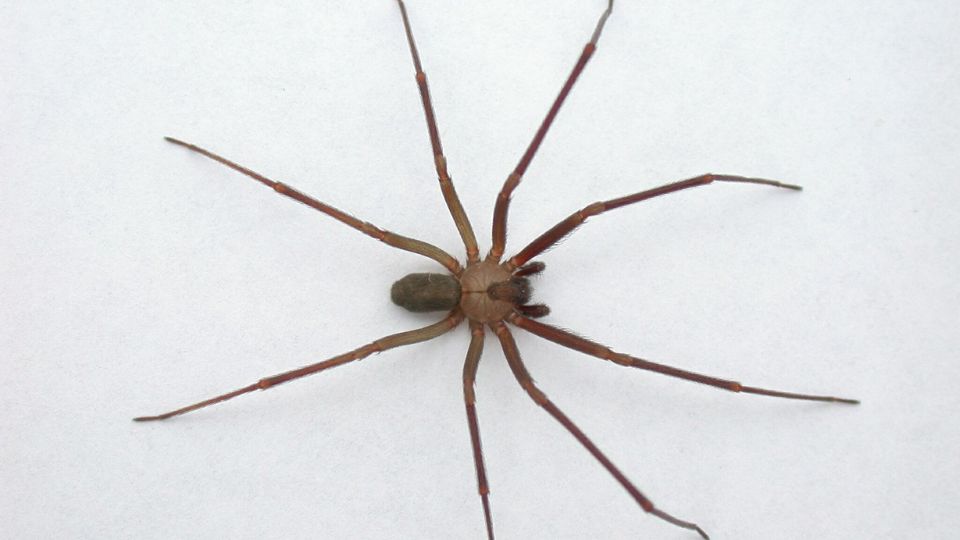 Araña violinista, especie venenosa