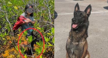 Menor sobrevive una semana en selva de Quintana Roo; perro rescatista la halló