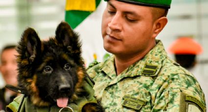 Así fue recibido el perrito turco que honrará el legado de Proteo