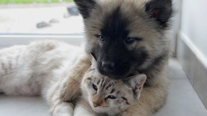 Recomendaciones para cuidar a tu perro y gato de las cenizas del Popocatépetl