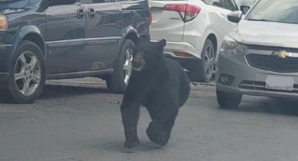 Captan a oso corriendo por las calles de Monterrey