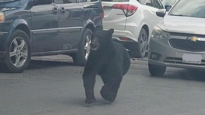 Captan a oso corriendo por las calles de Monterrey