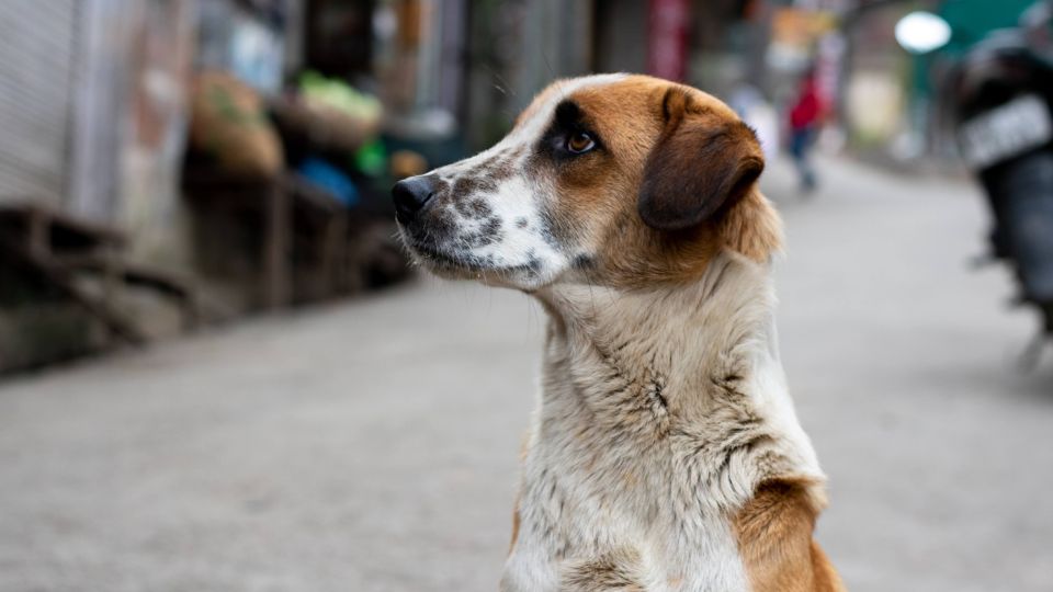 Perritos en condición de abandono tendrán hotel en CDMX