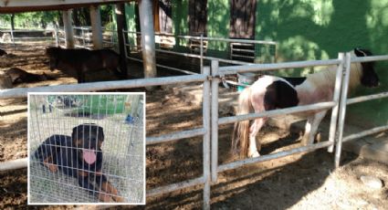 Mueren 5 ponys tras ser atacados por 3 perros en una quinta en Monterrey