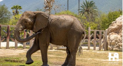 Monty, el primer elefante africano nacido en Monterrey celebrará sus 17 años