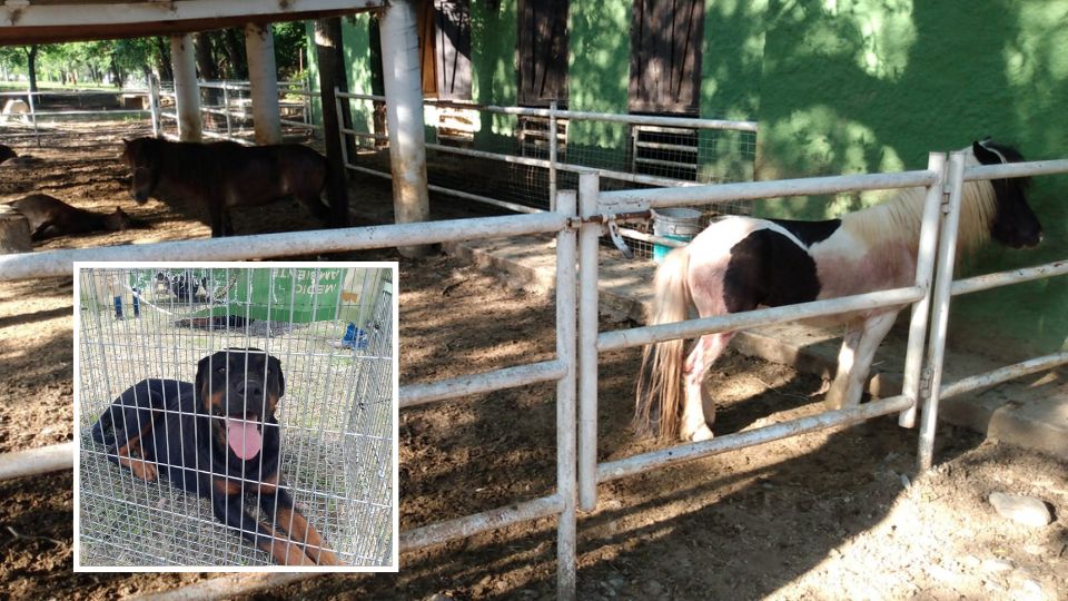 Mueren 7 ponys por ataque de perros