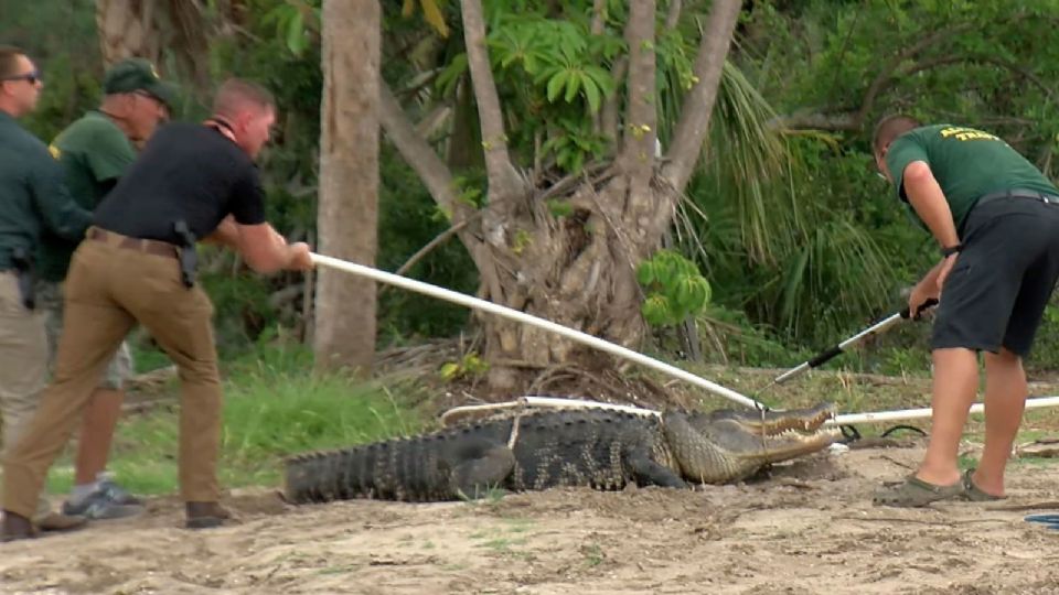 Hombre pierde brazo por morida de caimán