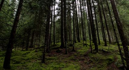 Hallan viva a niña después de 4 días desaparecida en bosque