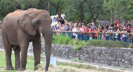 Celebran aniversario de 'Monty' en el zoológico La Pastora