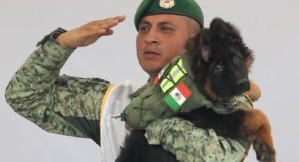 Ejército de México presenta a Arkadas, el perrito donado por Turquía en honor a Proteo