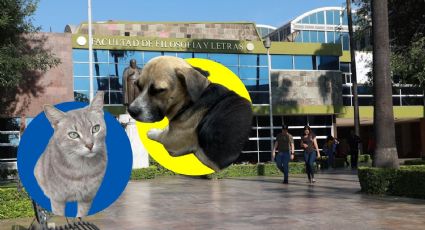 Perrito y gatito son los consentidos en facultades de Derecho y Filosofía