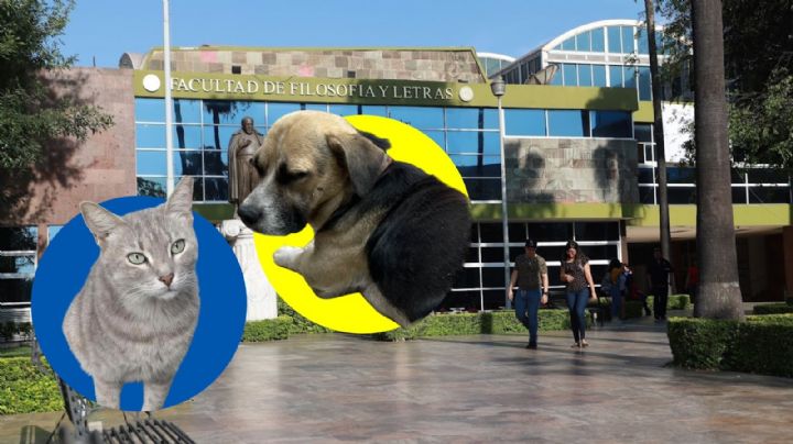 Perrito y gatito son los consentidos en facultades de Derecho y Filosofía