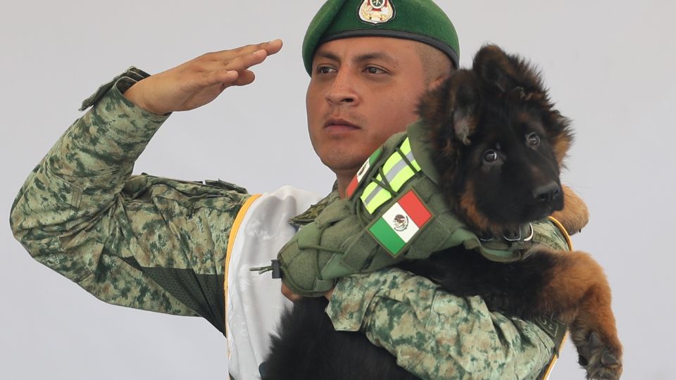 Arkadas en los brazos de integrante de las Fuerzas Armadas Mexicanas.